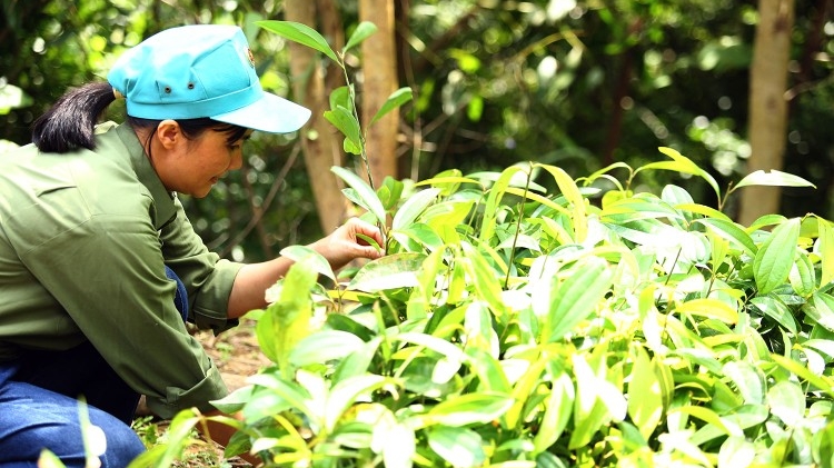 Gói thầu trồng, chăm sóc rừng tại Quảng Ninh: Hàng loạt sai sót trong lựa chọn nhà thầu