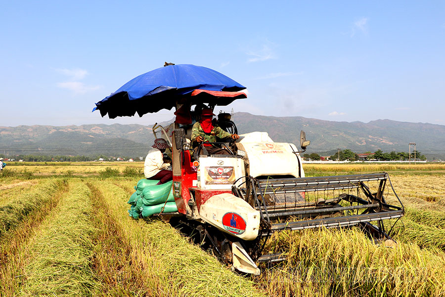 Điện Biên: Huyện Ðiện Biên thu hút đầu tư vào nông nghiệp