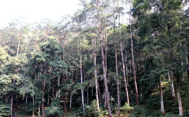 Rừng Yên Bái - cơ hội từ thị trường tín chỉ Carbon Rừng Yên Bái - cơ hội từ thị trường tín chỉ Carbon