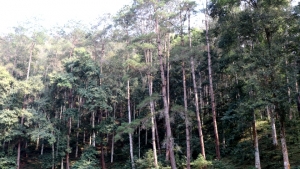 Rừng Yên Bái - cơ hội từ thị trường tín chỉ Carbon