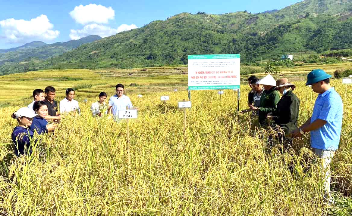 Lai Châu: Góp phần phát triển sản phẩm đặc sản của địa phương