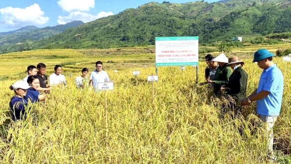 Lai Châu: Góp phần phát triển sản phẩm đặc sản của địa phương
