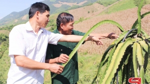 Sơn La: Liên kết sản xuất, phát triển bền vững