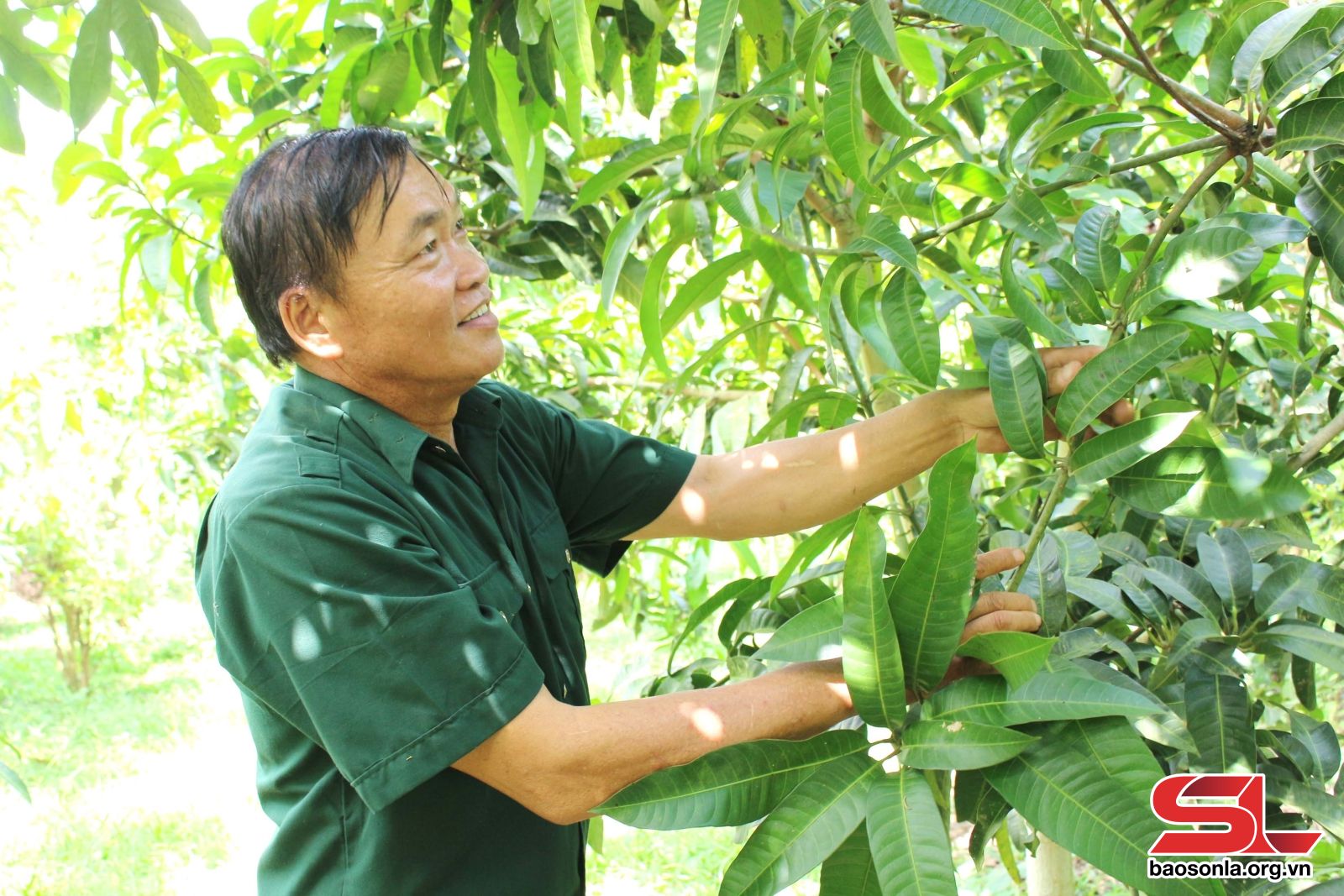Sơn La: Liên kết sản xuất, phát triển bền vững Sơn La: Liên kết sản xuất, phát triển bền vững