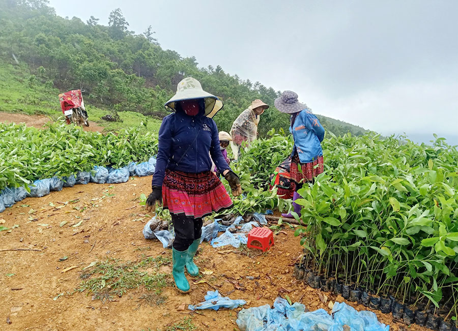 Điện Biên: Phát triển kinh tế lâm nghiệp bền vững