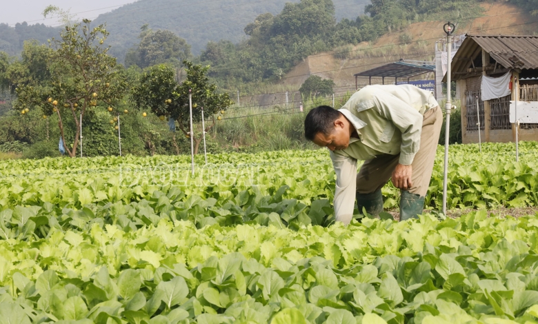Tỉnh Lào Cai được định hướng phát triển 2 nhóm rau chủ lực