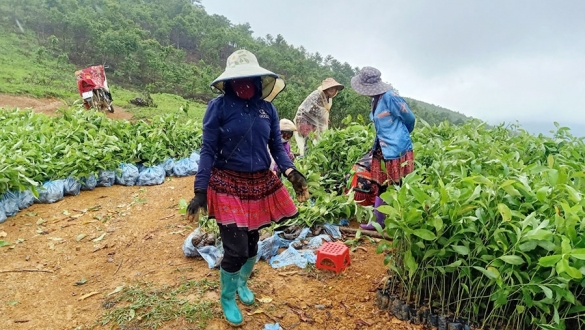 Điện Biên: Phát triển kinh tế lâm nghiệp bền vững