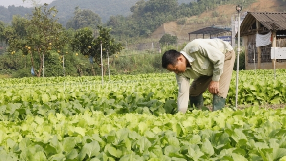 Tỉnh Lào Cai được định hướng phát triển 2 nhóm rau chủ lực