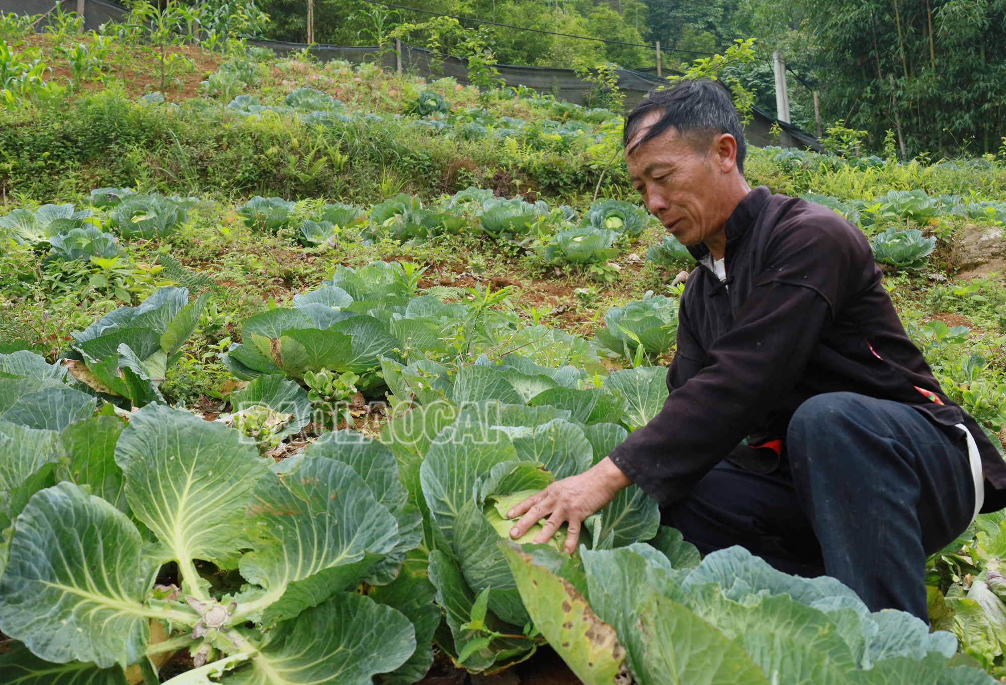 Tỉnh Lào Cai được định hướng phát triển 2 nhóm rau chủ lực