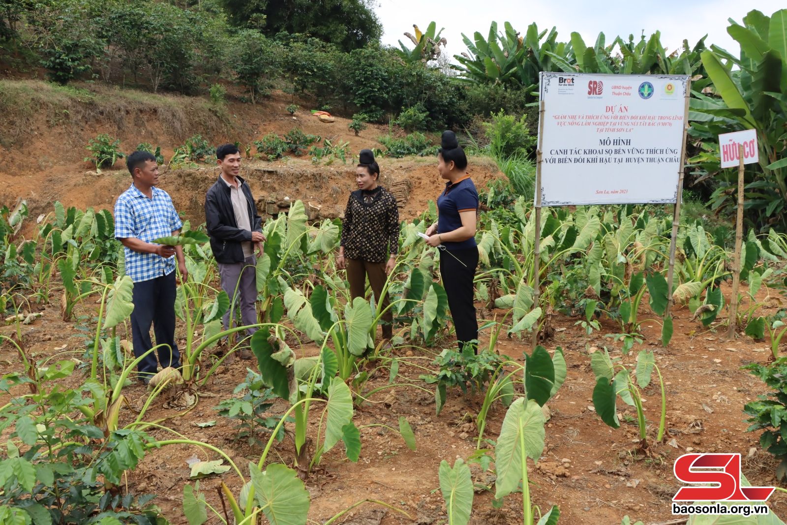 Sơn La: Nậm Lầu phát triển các sản phẩm nông sản