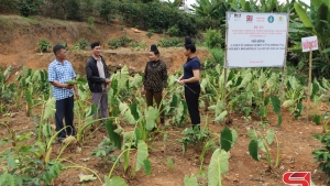 Sơn La: Nậm Lầu phát triển các sản phẩm nông sản