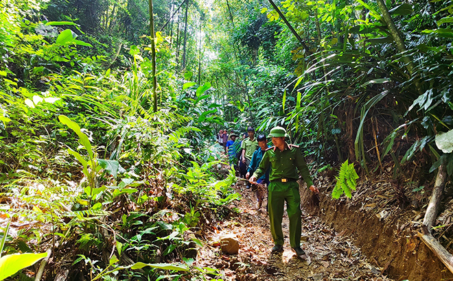 Văn Yên giữ màu xanh cho rừng
