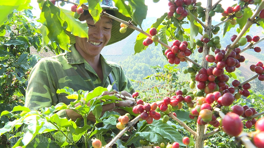 Điện Biên: Mùa cà phê ở Tỏa Tình