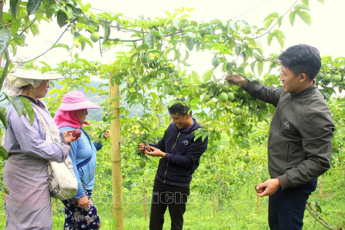 Lai Châu: Cây chanh leo trên đất Dào San