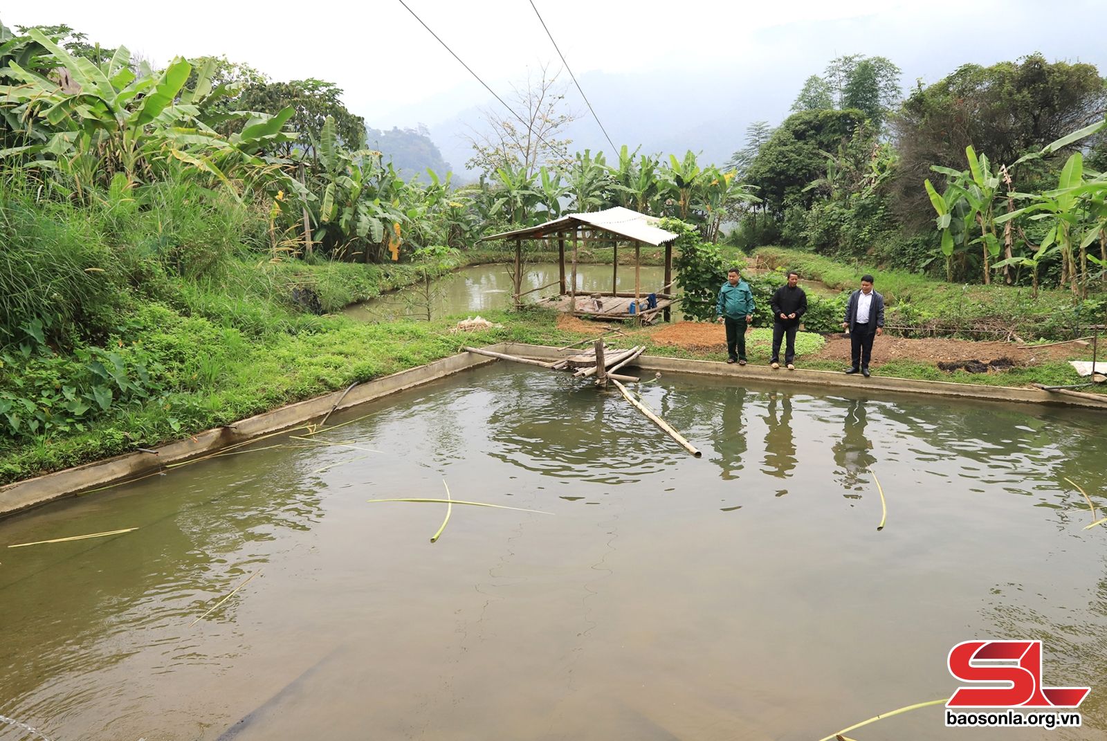 Yên Bái: Triển vọng từ nuôi cá dầm xanh ở Chiềng Xuân