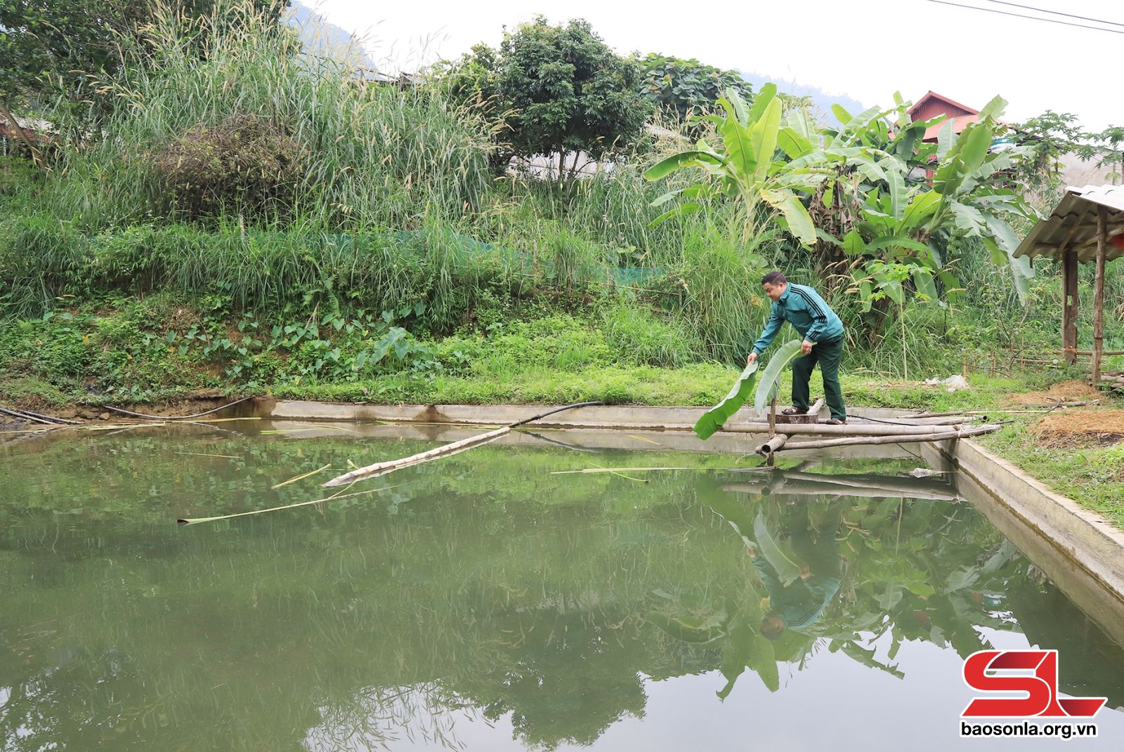 Yên Bái: Triển vọng từ nuôi cá dầm xanh ở Chiềng Xuân