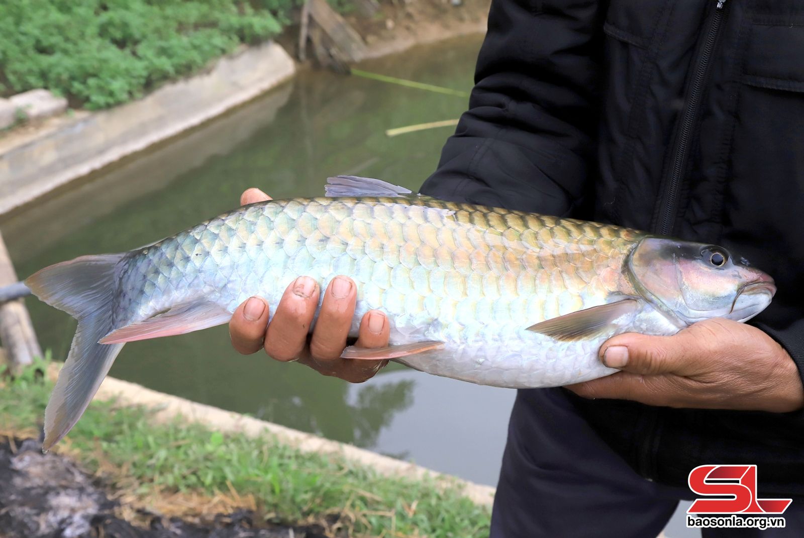 Yên Bái: Triển vọng từ nuôi cá dầm xanh ở Chiềng Xuân