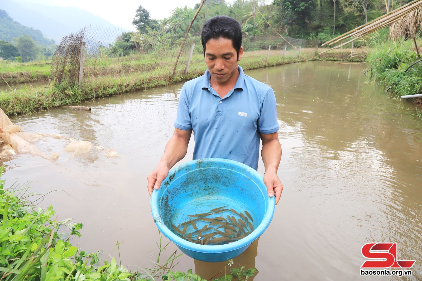 Yên Bái: Triển vọng từ nuôi cá dầm xanh ở Chiềng Xuân