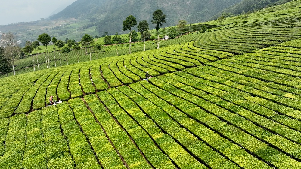 Lai Châu: Hào hứng Giải đua mô tô địa hình trên đất chè Tân Uyên