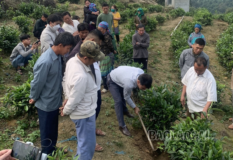 Lào Cai: Tập huấn canh các chè theo VietGAP cho người dân xã Nậm Chảy Lào Cai: Tập huấn canh các chè theo VietGAP cho người dân xã Nậm Chảy