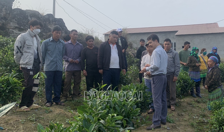 Lào Cai: Tập huấn canh các chè theo VietGAP cho người dân xã Nậm Chảy Lào Cai: Tập huấn canh các chè theo VietGAP cho người dân xã Nậm Chảy