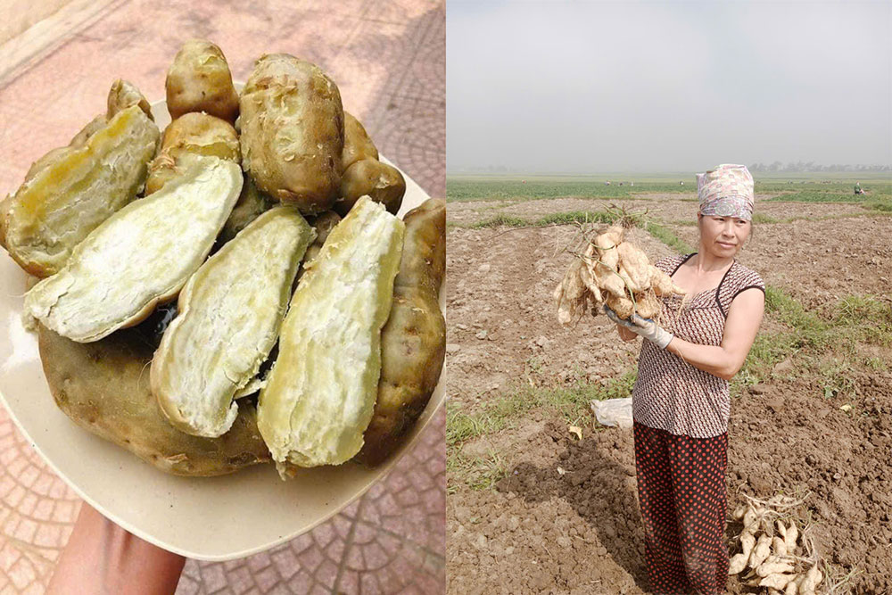 Điện Biên: Thanh An đưa khoai lang thành cây đặc sản