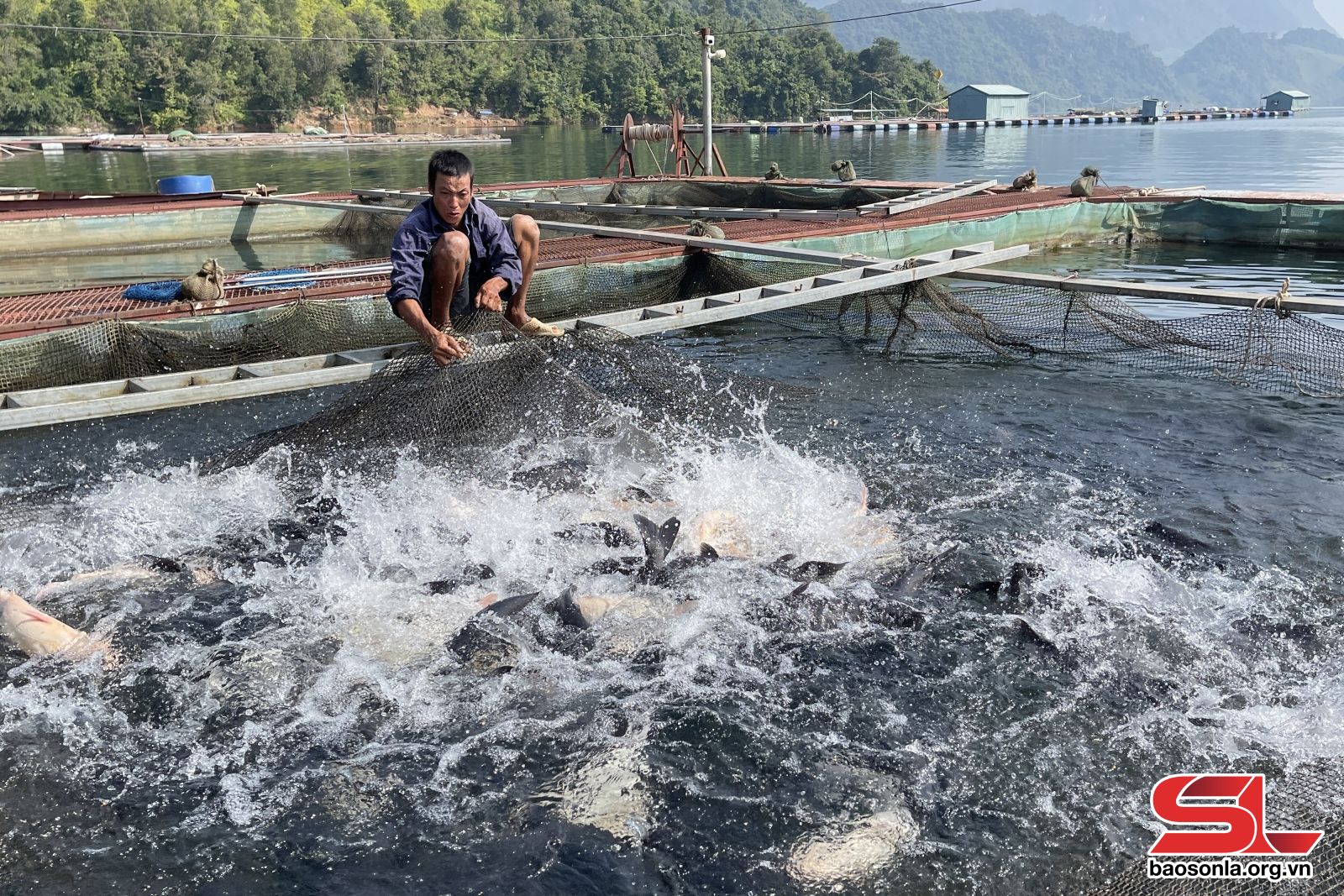 Sơn La: Giám đốc HTX dám nghĩ, dám làm