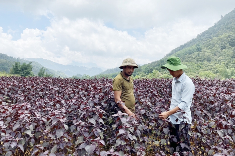Lài Cai: Sa Pa chuyển đổi 209 ha đất kém hiệu quả sang trồng cây ăn quả và dược liệu Lài Cai: Sa Pa chuyển đổi 209 ha đất kém hiệu quả sang trồng cây ăn quả và dược liệu