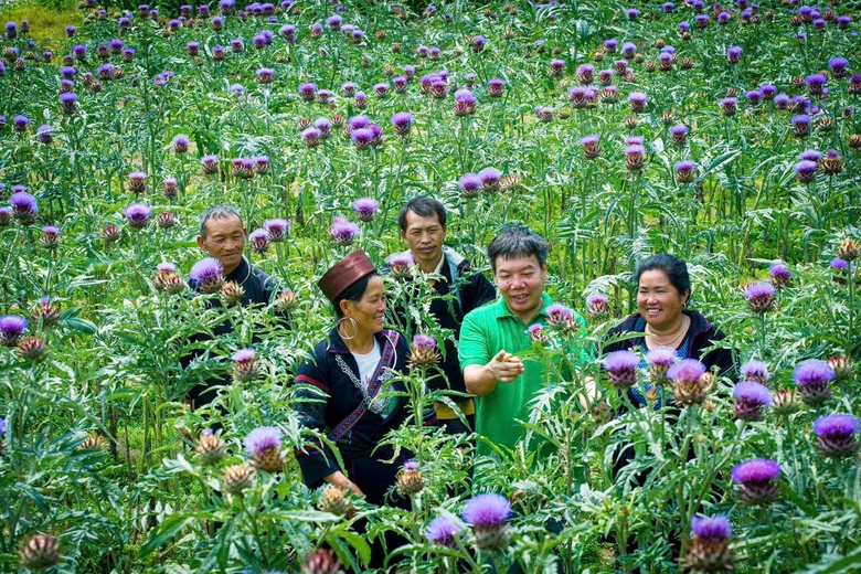 Lài Cai: Sa Pa chuyển đổi 209 ha đất kém hiệu quả sang trồng cây ăn quả và dược liệu Lài Cai: Sa Pa chuyển đổi 209 ha đất kém hiệu quả sang trồng cây ăn quả và dược liệu