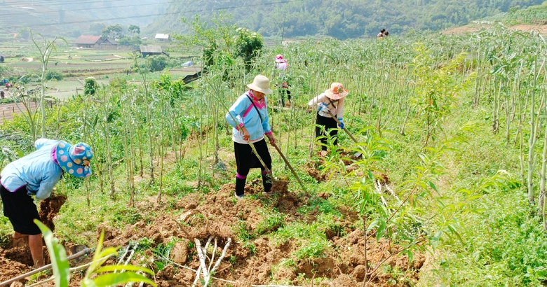 Lài Cai: Sa Pa chuyển đổi 209 ha đất kém hiệu quả sang trồng cây ăn quả và dược liệu Lài Cai: Sa Pa chuyển đổi 209 ha đất kém hiệu quả sang trồng cây ăn quả và dược liệu