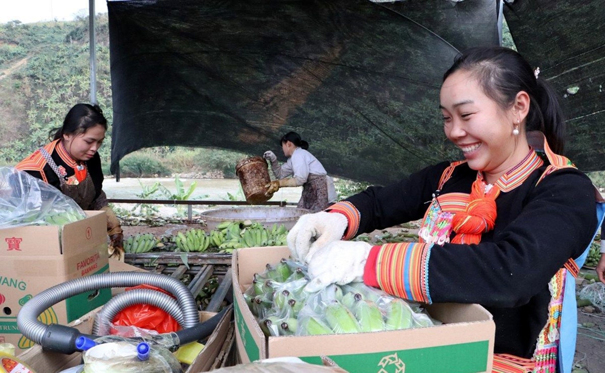 Lai Châu: Mã số vùng trồng  - Nâng cao giá trị sản phẩm nông sản