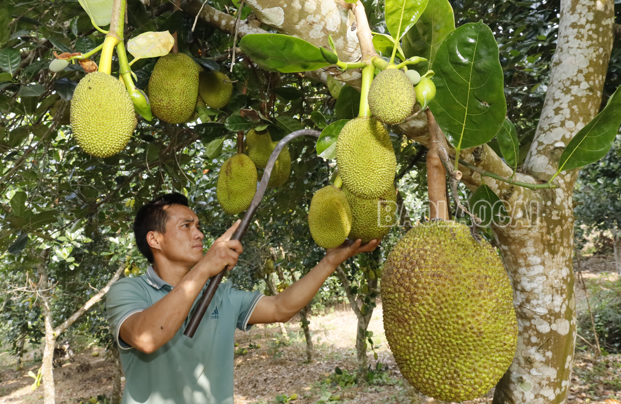 Lào Cai: Hiệu quả chuyển đổi cây trồng ở xã biên giới Bản Lầu