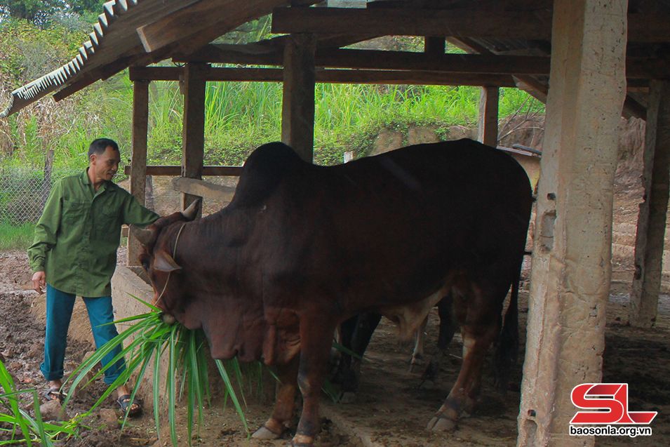 Sơn La: Mộc Châu không để ai bị bỏ lại phía sau