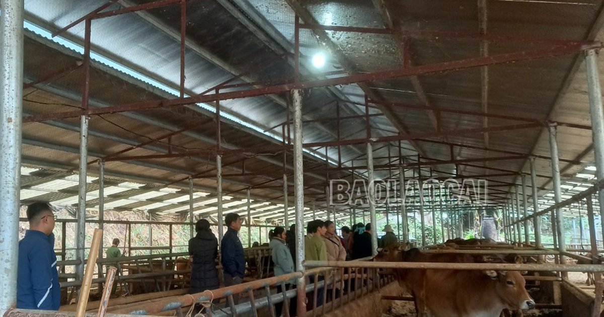 Lào Cai: Đánh giá mô hình chăn nuôi bò ứng phó với rét đậm, rét hại tại xã Bảo Hà Lào Cai: Đánh giá mô hình chăn nuôi bò ứng phó với rét đậm, rét hại tại xã Bảo Hà