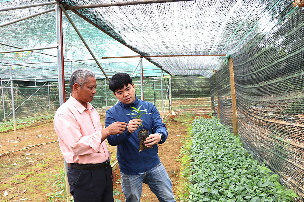 Điện Biên: Ứng dụng công nghệ canh tác cà phê tại Mường Ảng