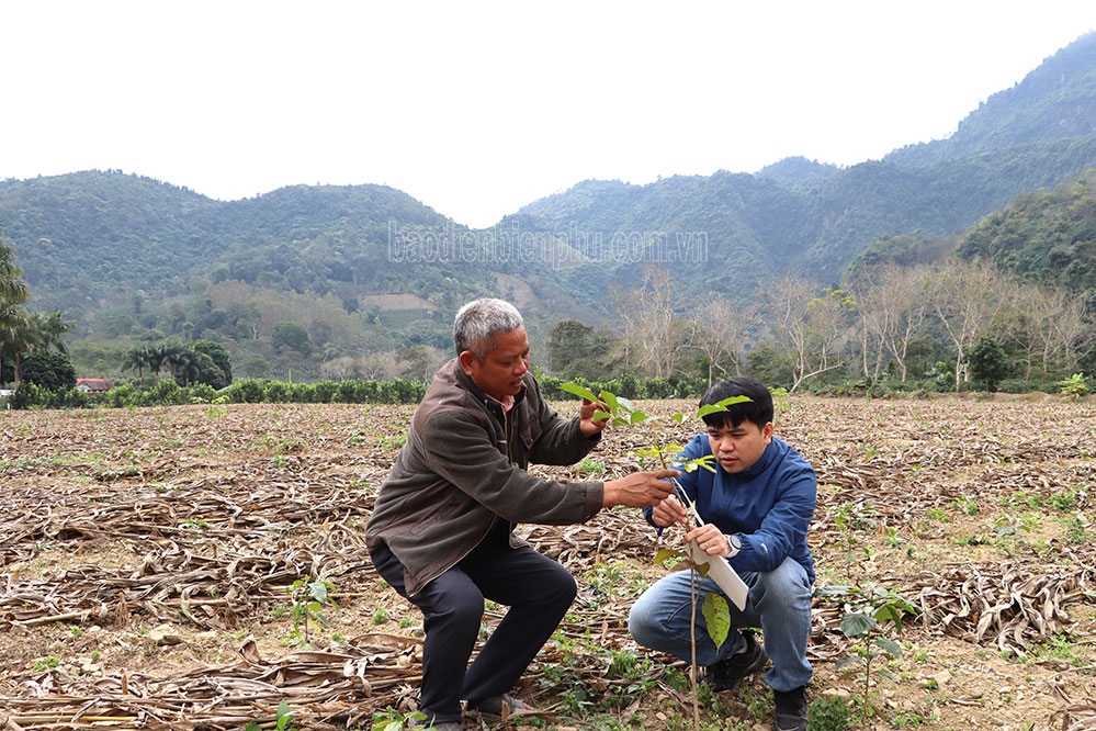Điện Biên: Ứng dụng công nghệ canh tác cà phê tại Mường Ảng