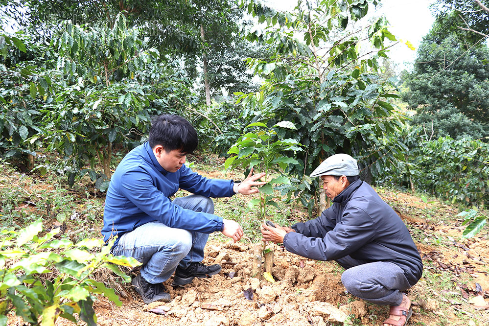 Điện Biên: Ứng dụng công nghệ canh tác cà phê tại Mường Ảng