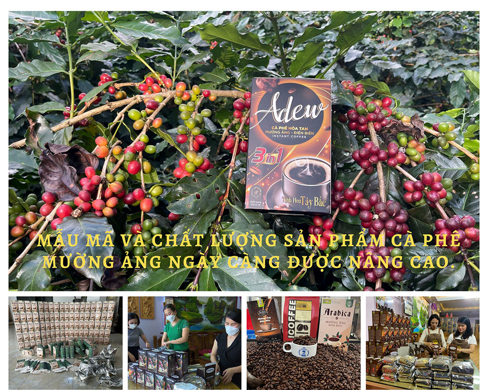 Điên Biên: Cà phê Mường Ảng bay xa