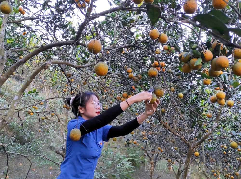 Điện Biên: Trái ngọt trên vùng đất khó