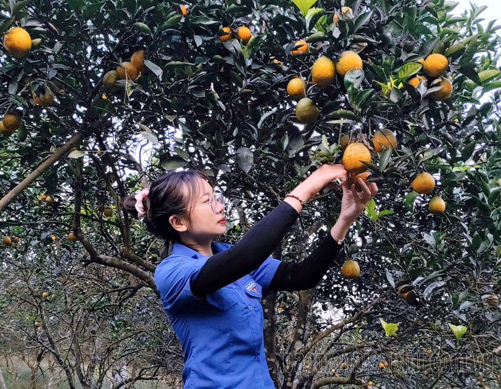 Điện Biên: Trái ngọt trên vùng đất khó