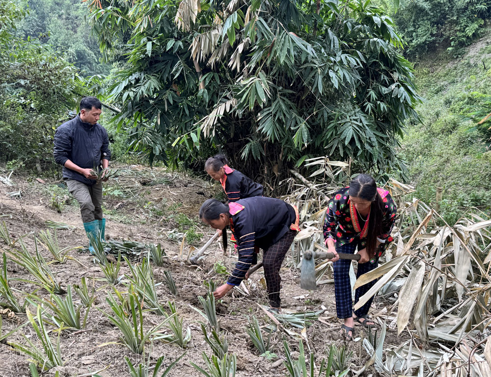 Điện Biên: Trái ngọt trên vùng đất khó