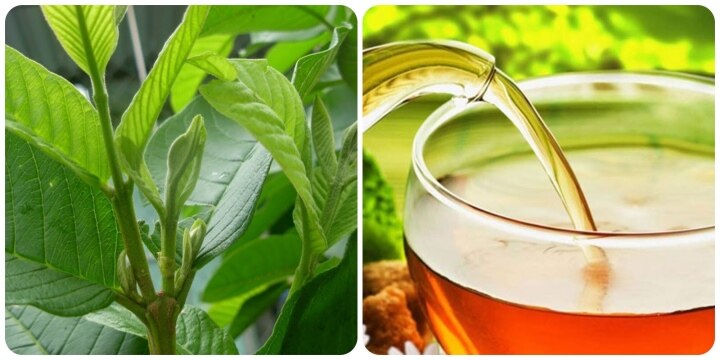Nước lá ổi có uống được không? Nước lá ổi có uống được không? - 1