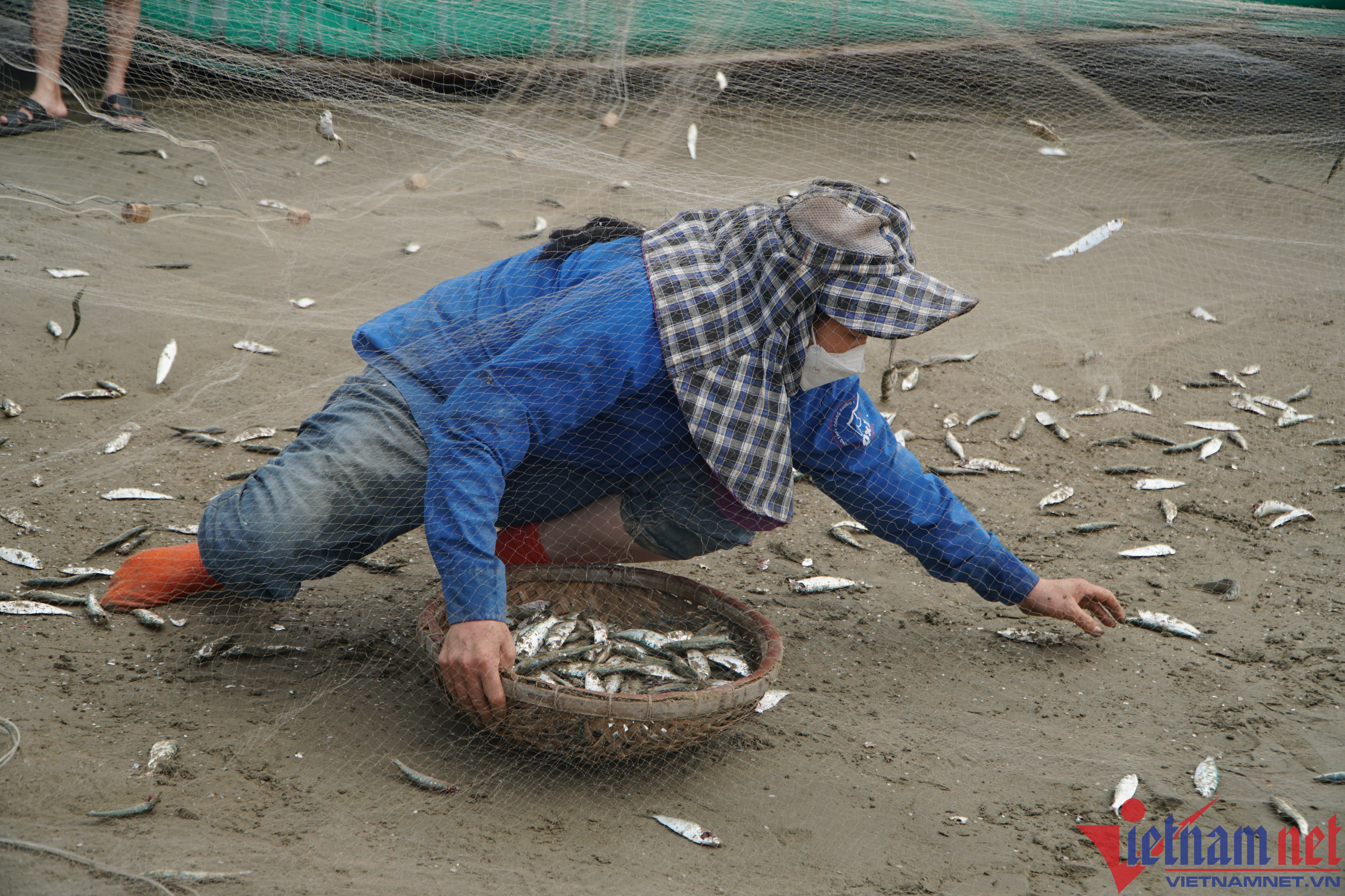 Cá trích vào mùa, ngư dân Thanh Hóa kiếm tiền triệu mỗi ngày