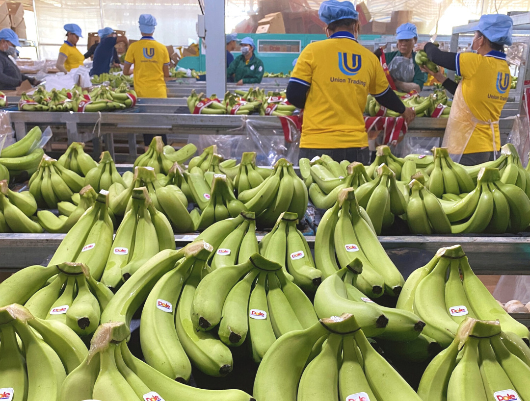 Doanh nghiệp Việt cần lưu ý những điều gì khi xuất khẩu chuối sang thị trường Nhật Bản?