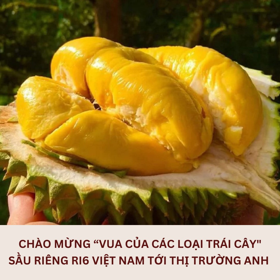 Sầu riêng Việt bán tại siêu thị Vương quốc Anh, 400 nghìn đồng/kg