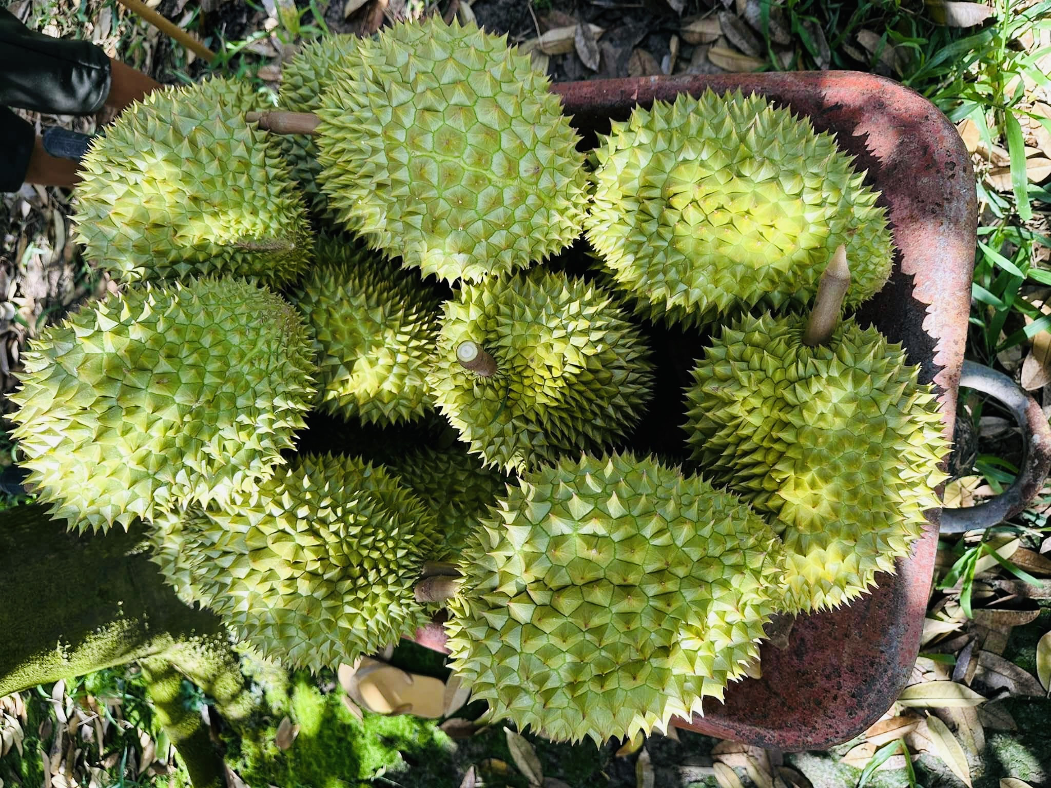 Sầu riêng Việt bán tại siêu thị Vương quốc Anh, 400 nghìn đồng/kg