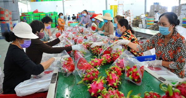 Xuất khẩu rau quả tăng trưởng đột phá Xuất khẩu rau quả tăng trưởng đột phá