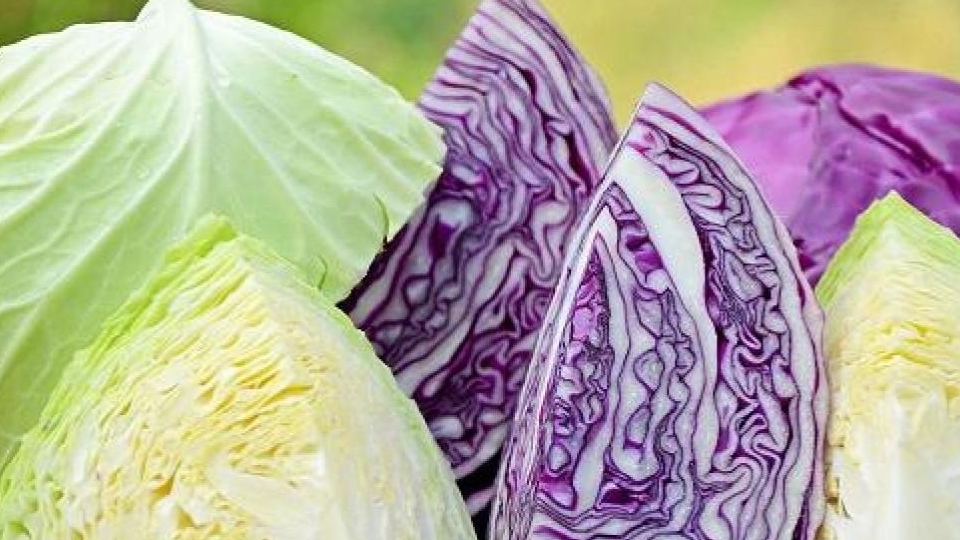 Lợi ích bất ngờ từ rau bắp cải không phải ai cũng biết