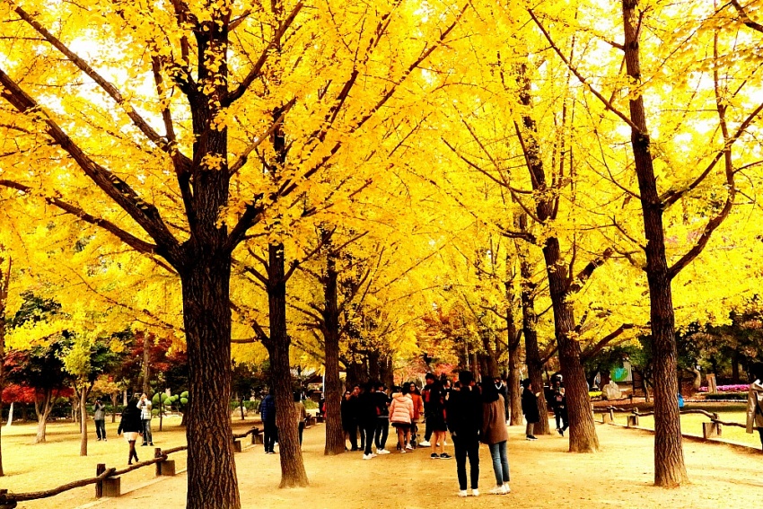 Seoul - Mùa đẹp nhất Seoul - Mùa đẹp nhất