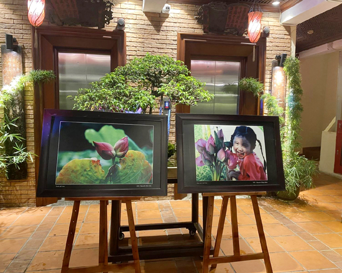 Trưng bày các tác phẩm về sen